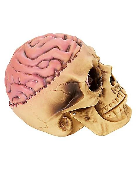Skull With Brain Decoration 4 Skull With Brain Decoration - Image 2