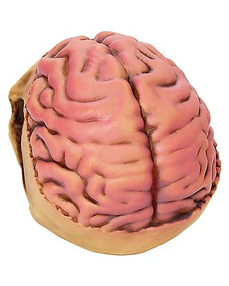 Skull With Brain Decoration 5 Skull With Brain Decoration - Image 3